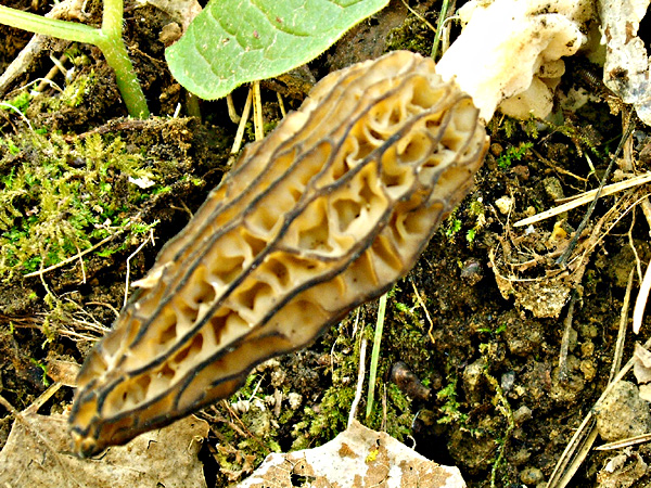 Morchella costata